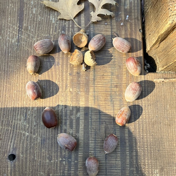 Meet your Posher, Brandi - Picture 1 of 1